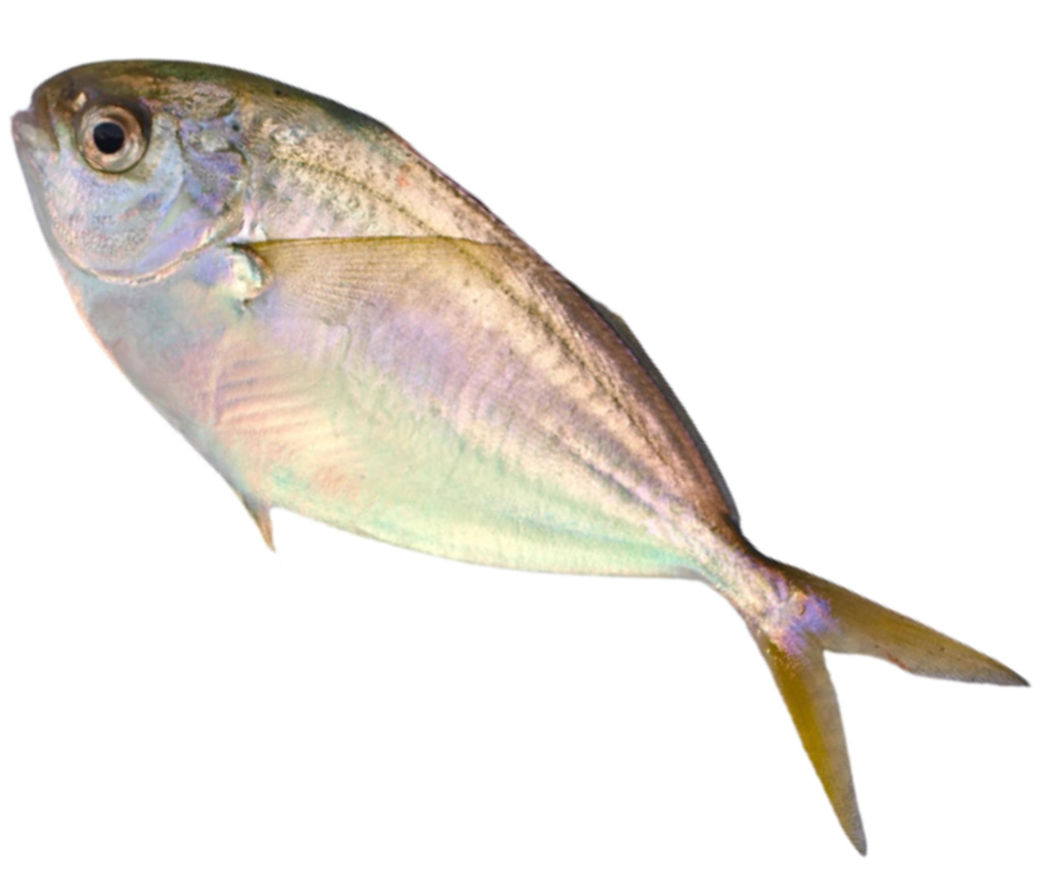 Nutritional Data at a Glance Seafood Hannah Ra