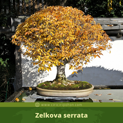 Zelkova serrata