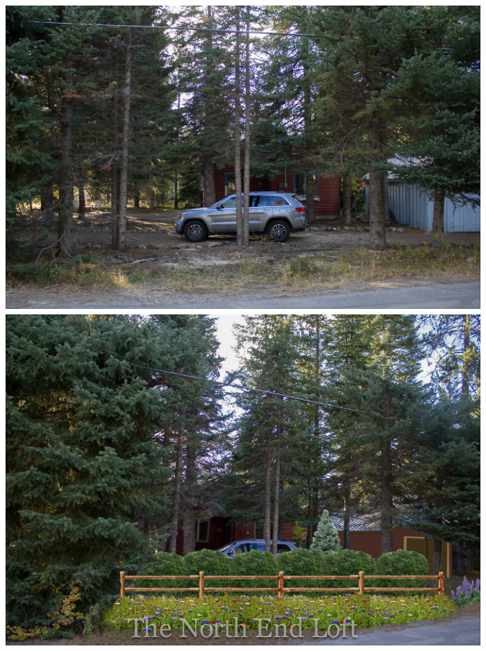 Limelight Hydrangea And Little Lime Hydrangea Great Plants