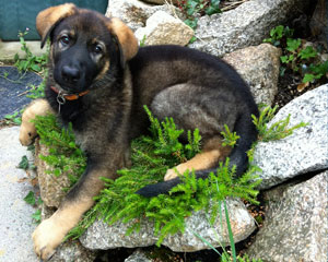 German shepherd puppy sat on heather in the rocky