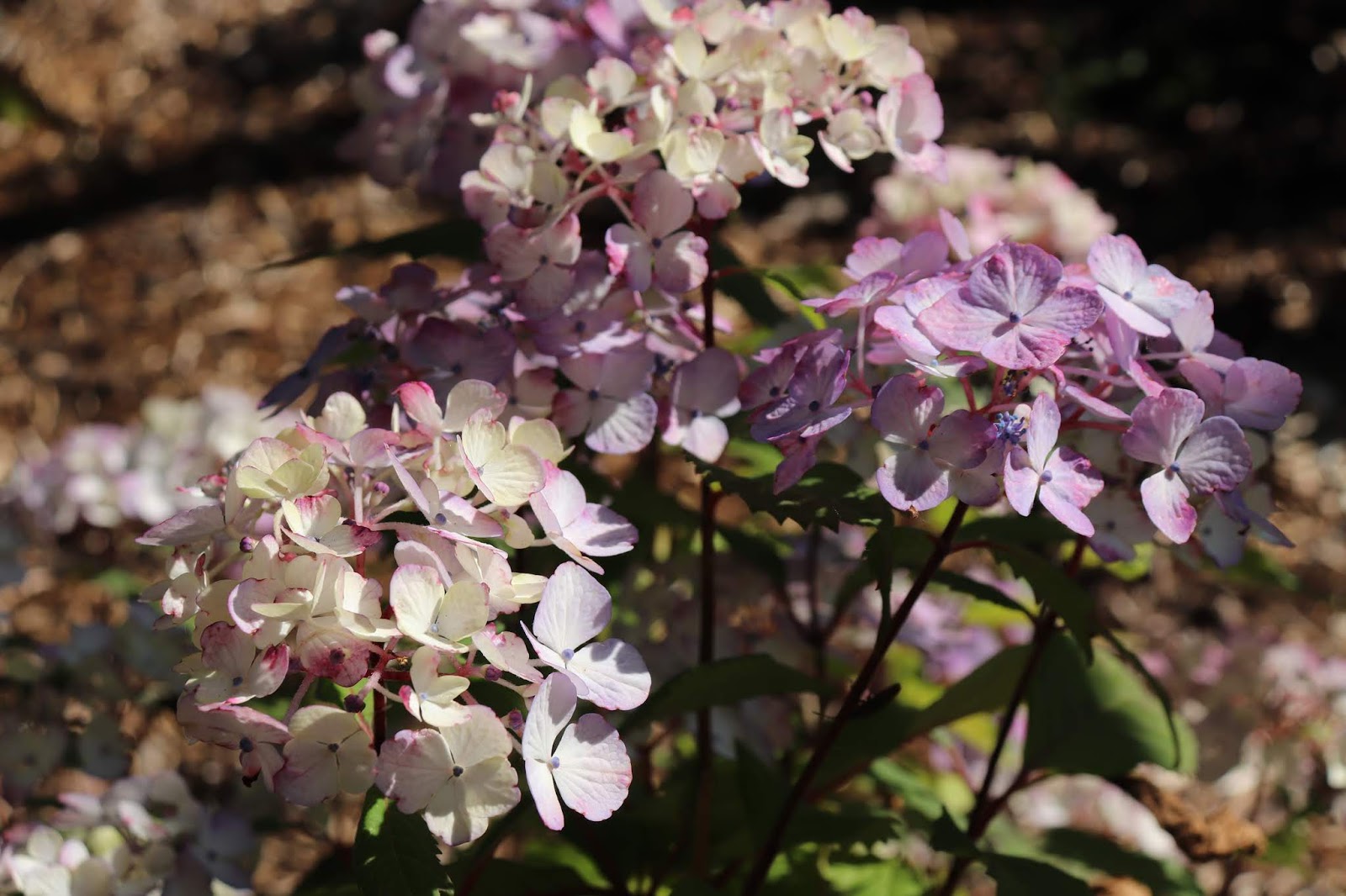 Ruby Slippers Oakleaf Hydrangea A Great Plant