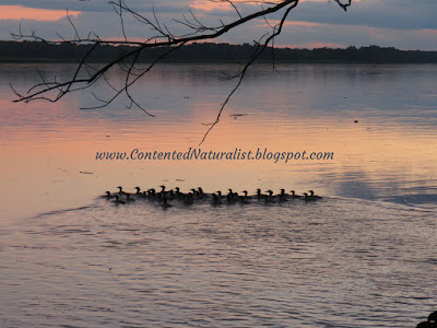 Large group of Common Mergansers swimming to the left on a river reflecting the sunset
