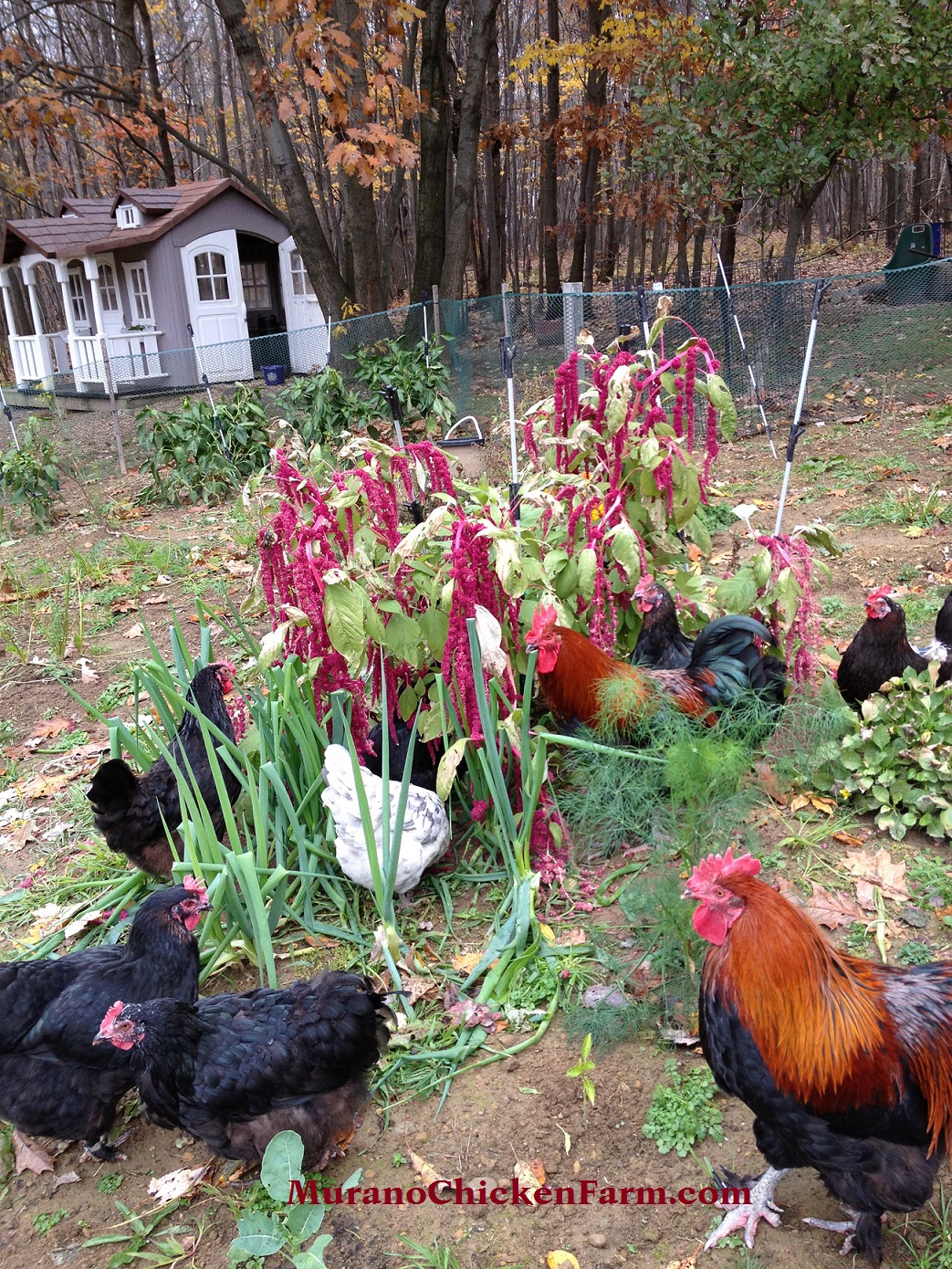 200 Free chicken feed sources, the ultimate list! Murano Chicken Farm