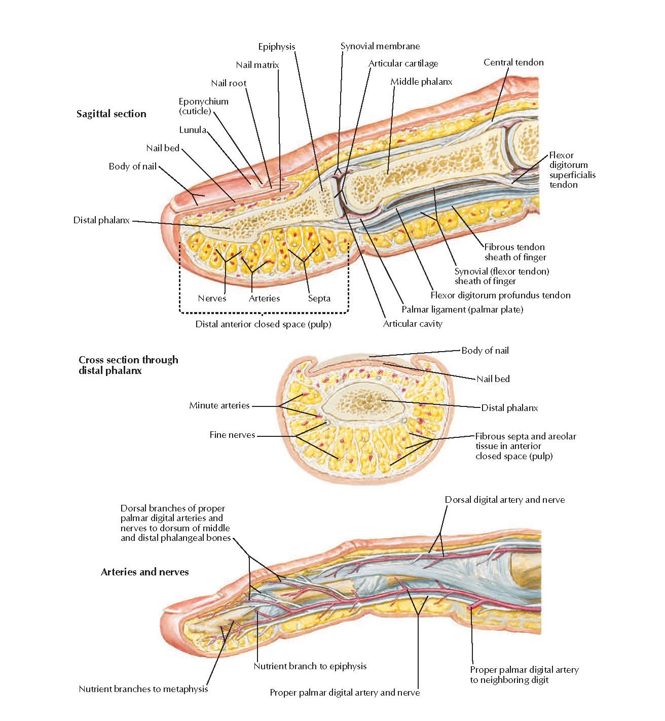 Fingers Anatomy pediagenosis