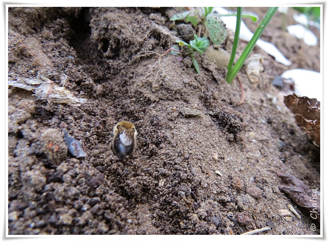 Chalisas Klostergärtchen Sandbienen/Erdbienen