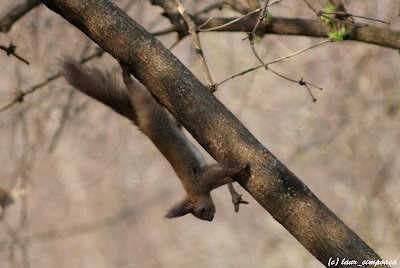 Veverita Sciurus vulgaris Red Squirrel Scoiattolo Écureuilroux Eichhörnchen Európai mókus