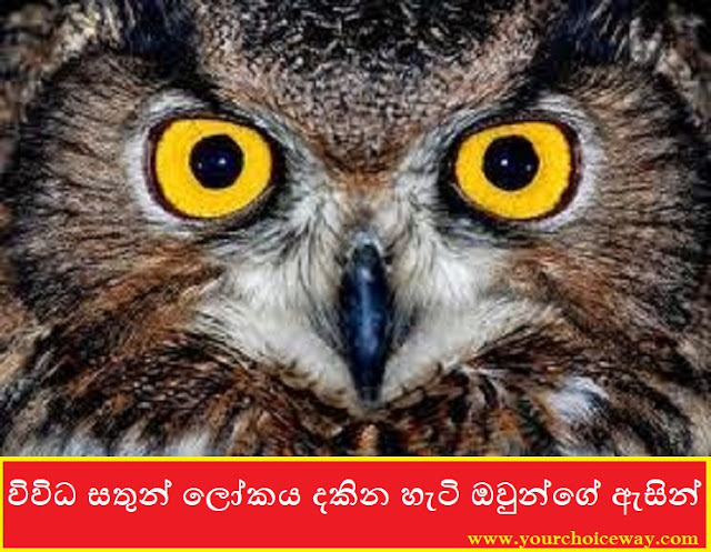 විවිධ සතුන් ලෝකය දකින හැටි ඔවුන්ගේ ඇසින් (How Animals See The World) - Your Choice Way