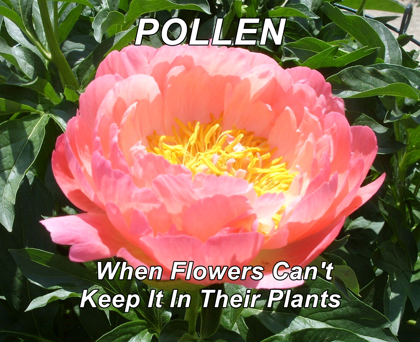 Pollen Benefits What Is Pollen
