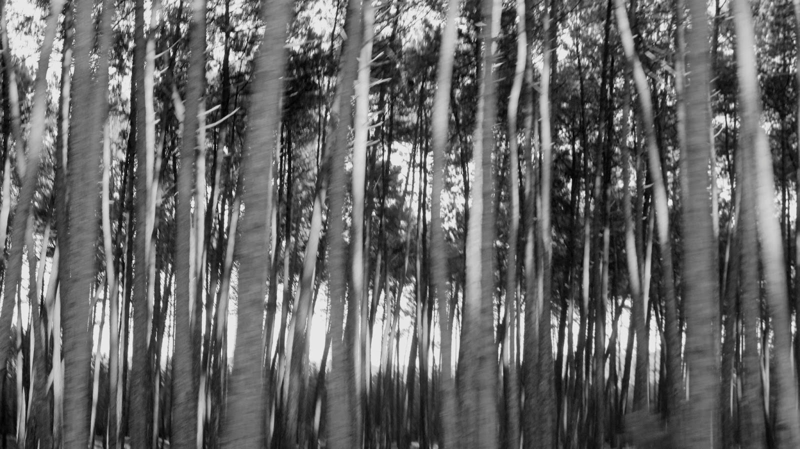 Honevo Blog SYNTHETIC FORESTS