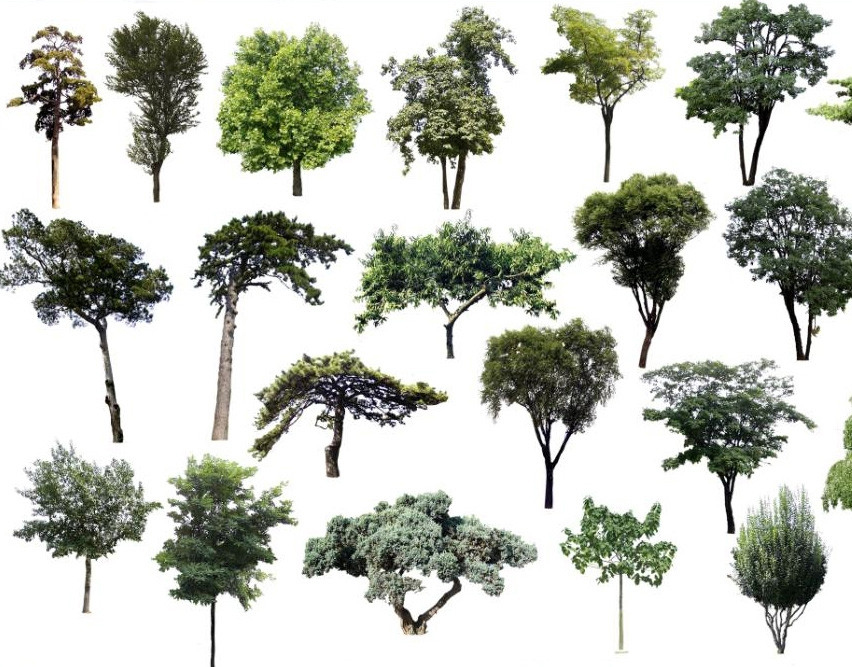 антураж деревья силуэт. сосна архитектурная графика. антураж деревья архикад. деревья для архитектурной визуализации. антураж парк.