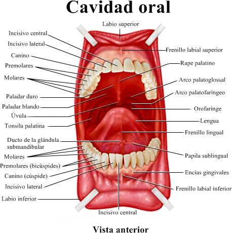 vestibulo y cavidad bucal anatom 237 a de la boca la lengua las enc 237 as dientes el vestibulo y cavidad bucal anatom 237 a de la boca la lengua las enc 237 as dientes el