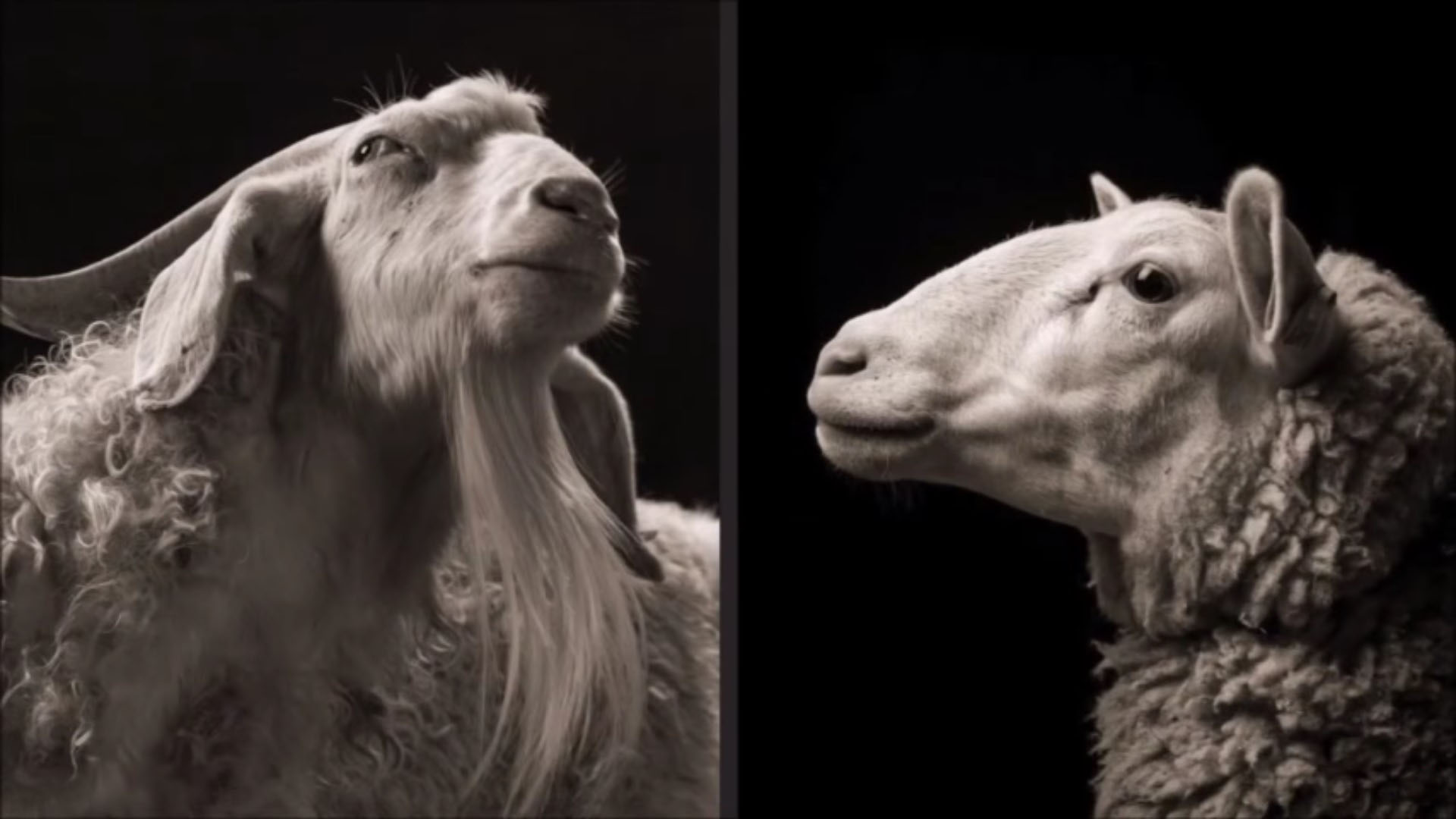 овцы и козы. козел от барана. козы барашки. козёл и овца.