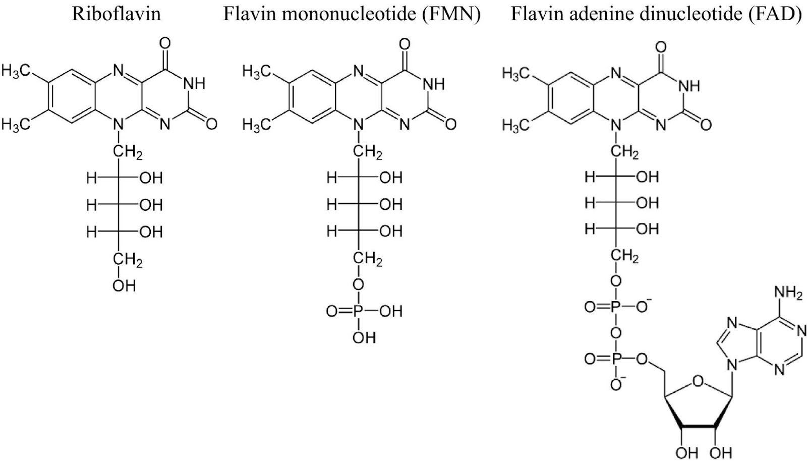 Anni's bunte Wissenschaft Vitamin B2