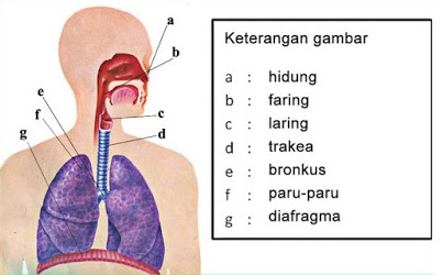 Daftar Kunci Jawaban Buku Tema 2 Kelas 5 Sd Subtema 1 Halaman 16 17 18 19 20 Ruangan Baca
