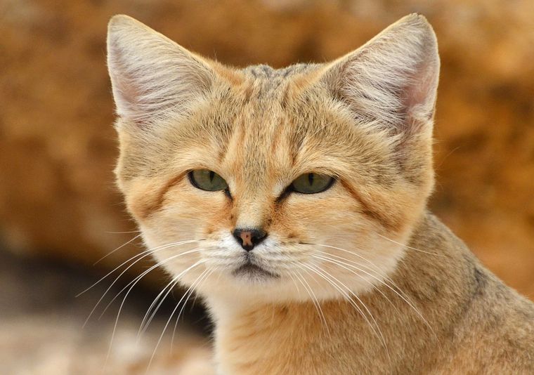 Sand cat (Felis margarita) How do sand cats adapt to the desert?