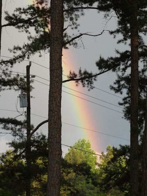 Blessings of a Stay at Home Mom: Walking around our yard, an abandoned