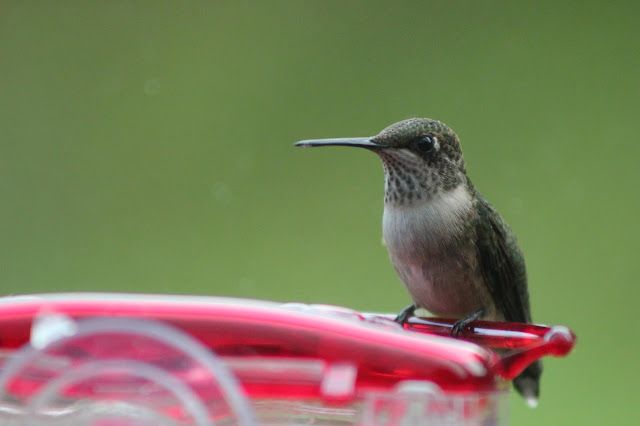 wild birds unlimited when hummingbird feeders should be wild birds unlimited when hummingbird feeders should be