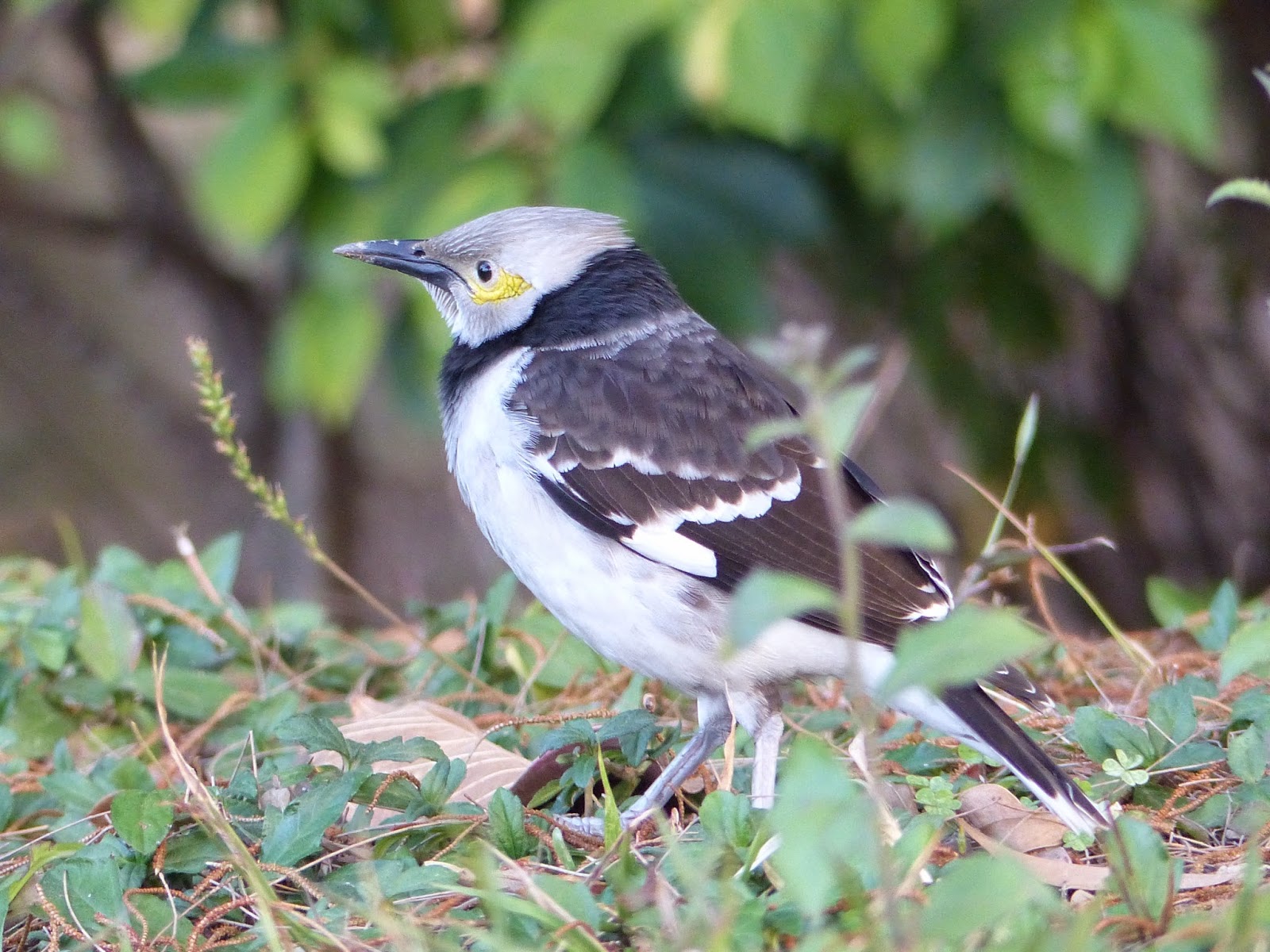 貓頭鷹雜貨舖: 【雀仔園】香港公園常見雀鳥