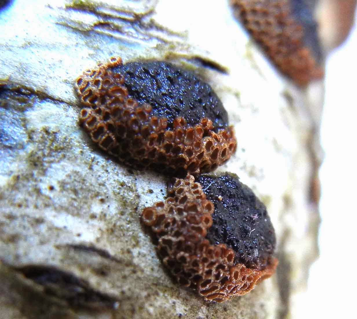 cyphelloid fungi merismodes