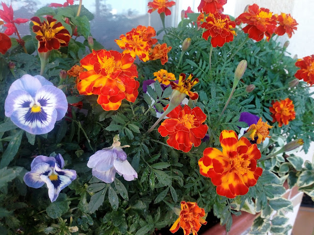 Composición floral jardinera