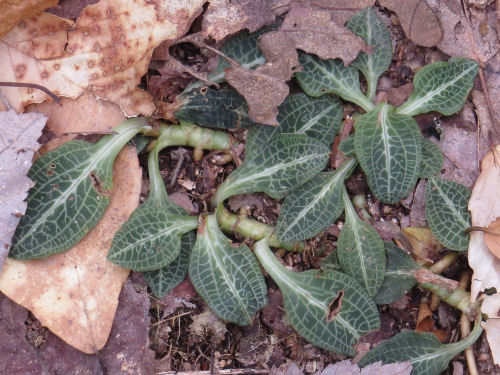 Rattlesnake plantain leaves
