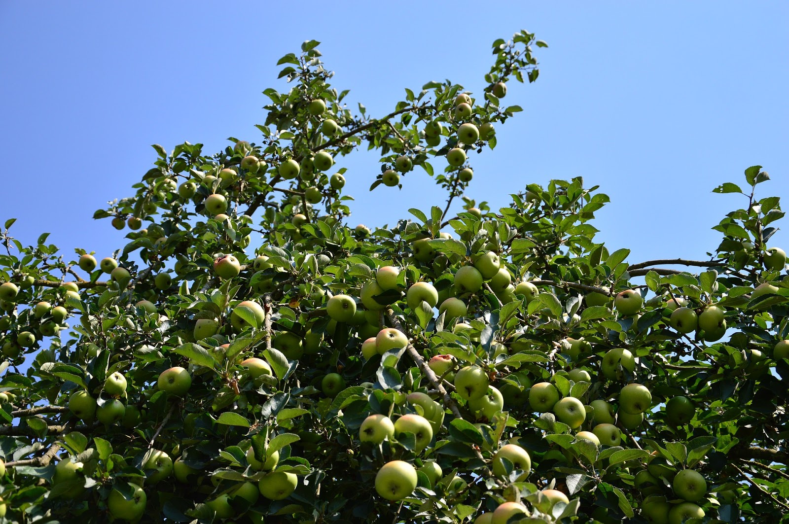 My Kitchen and Garden History Of Apple Trees