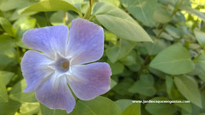 Flor de Vinca pervinca