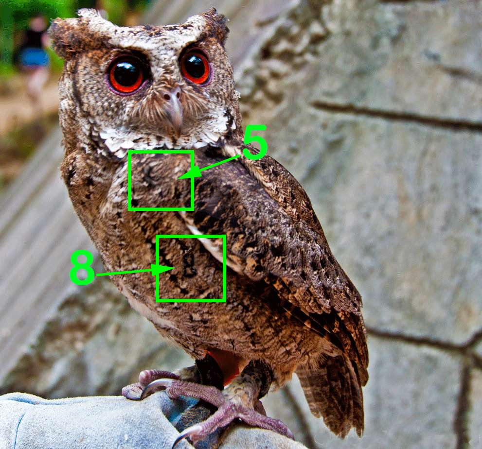 41 Prediksi bocoran hk burung hantu