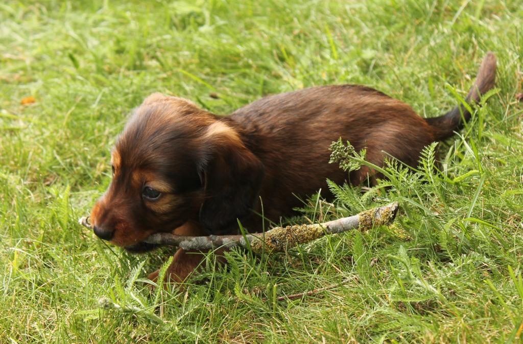 galaha Taxvalpar till salu =))