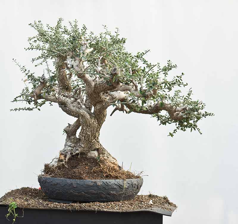 Walter Pall Bonsai Adventures Master Class Croatia 2018 22