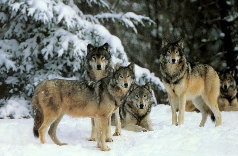 White Wolf New Idaho Law Calls For Killing 90 Of The State's Wolves