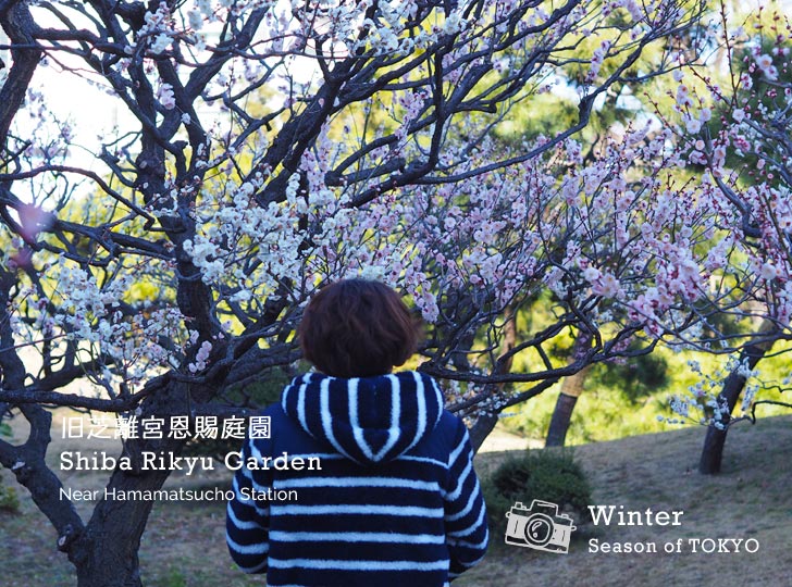 Season Of Tokyo Kyu Shiba Rikyu Onshi Garden S Plum
