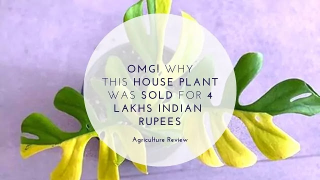 OMG! Why This HOUSE PLANT Was SOLD For 4 LAKHS INDIAN  RUPEES