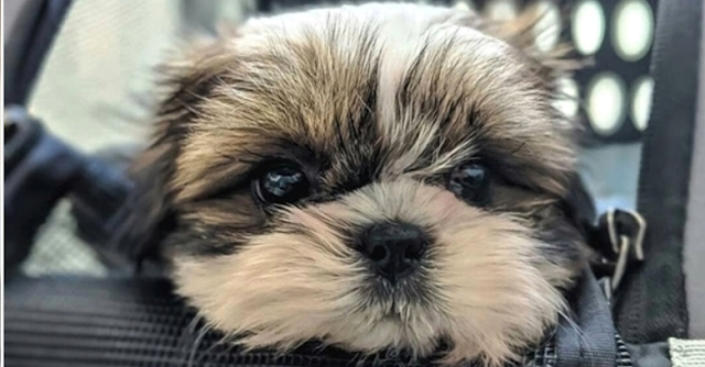 Os Cães podem Farejar câncer no Sangue e saliva com 97% de Precisão