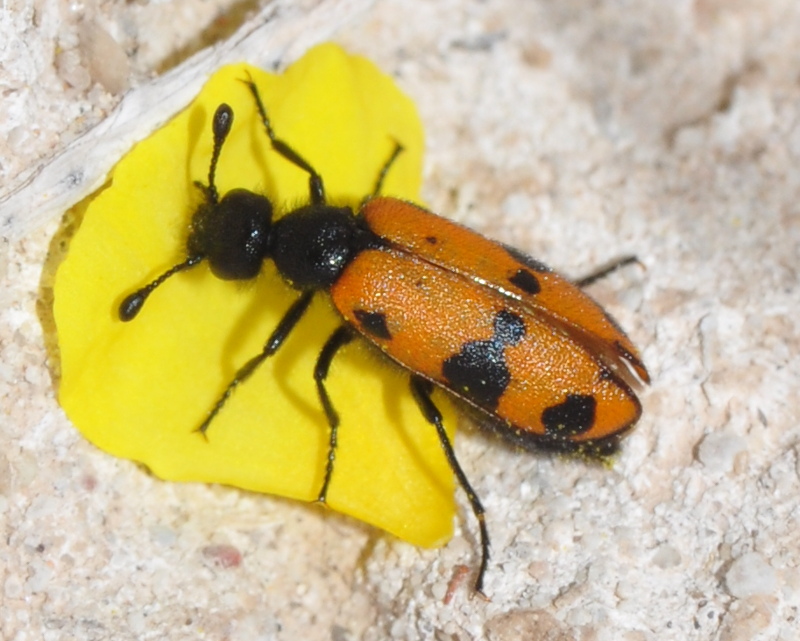 Coleopteros de Villena y comarca Actenodia billbergi