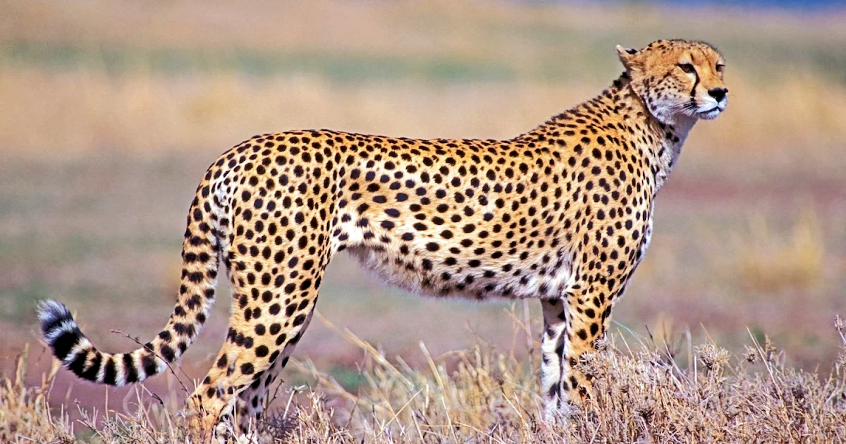 Mesmerizing Animal Pictures To Colour View Digital Art