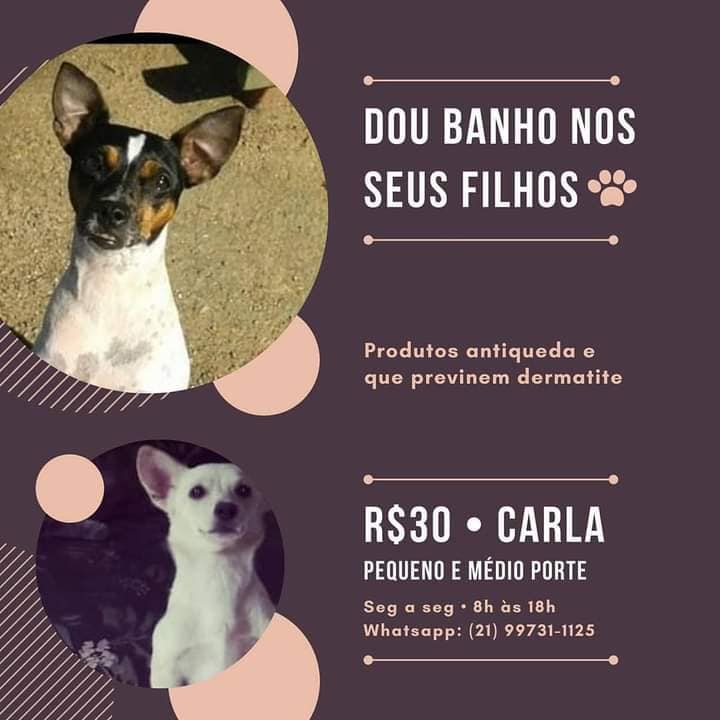 Ilha do Governador Banho de animais na Ilha do Governador