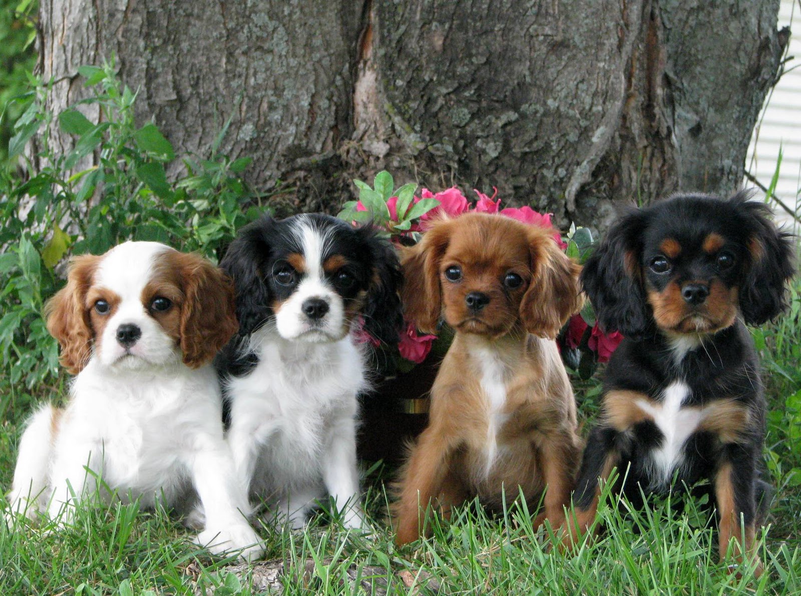 Cavalier King Charles Spaniel Puppies Puppies Dog Breed