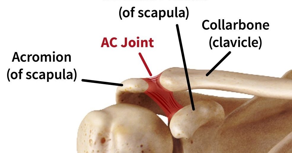 Acromioclavicular joint Medically