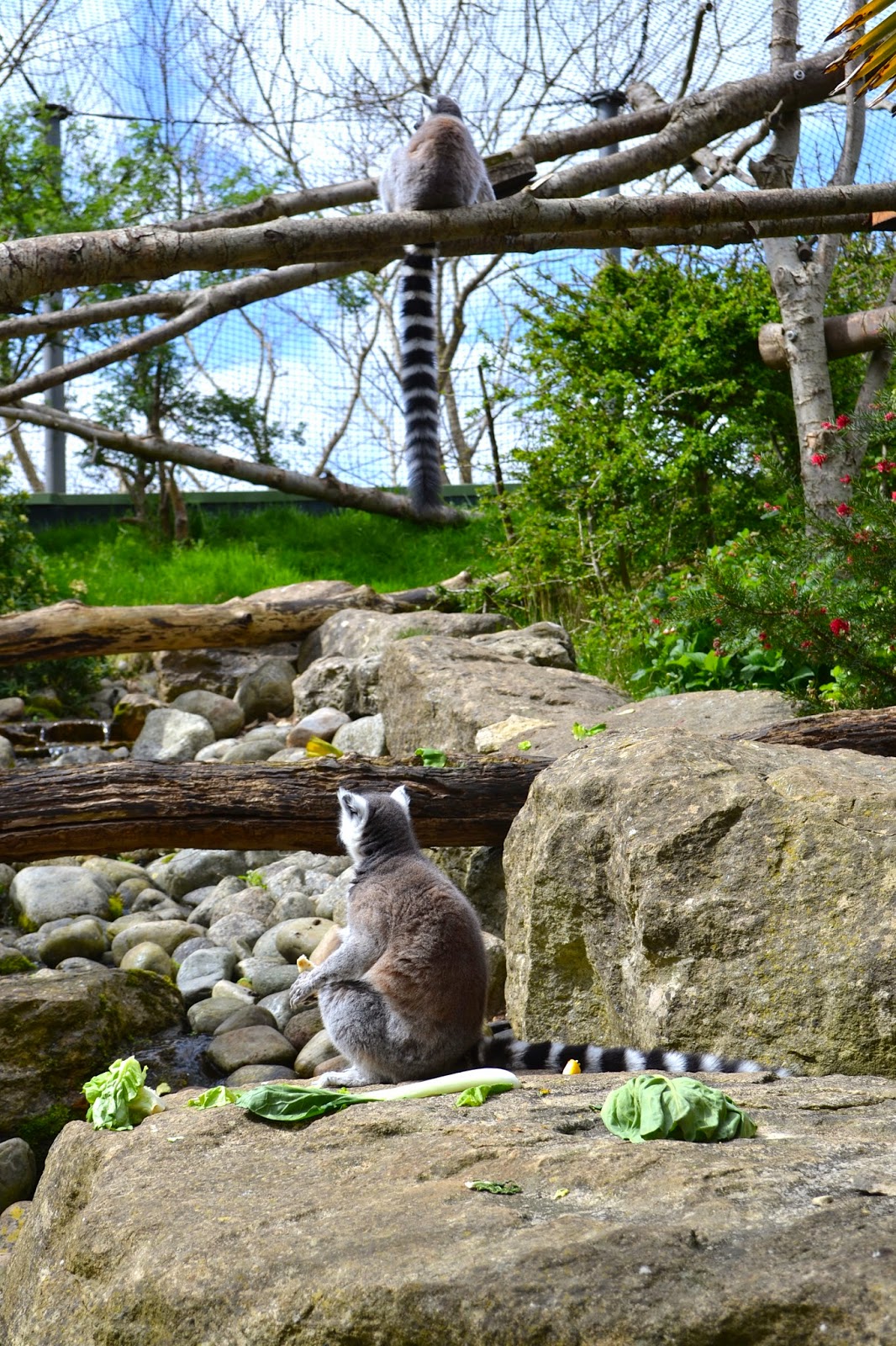 Lemur Bristol Zoo