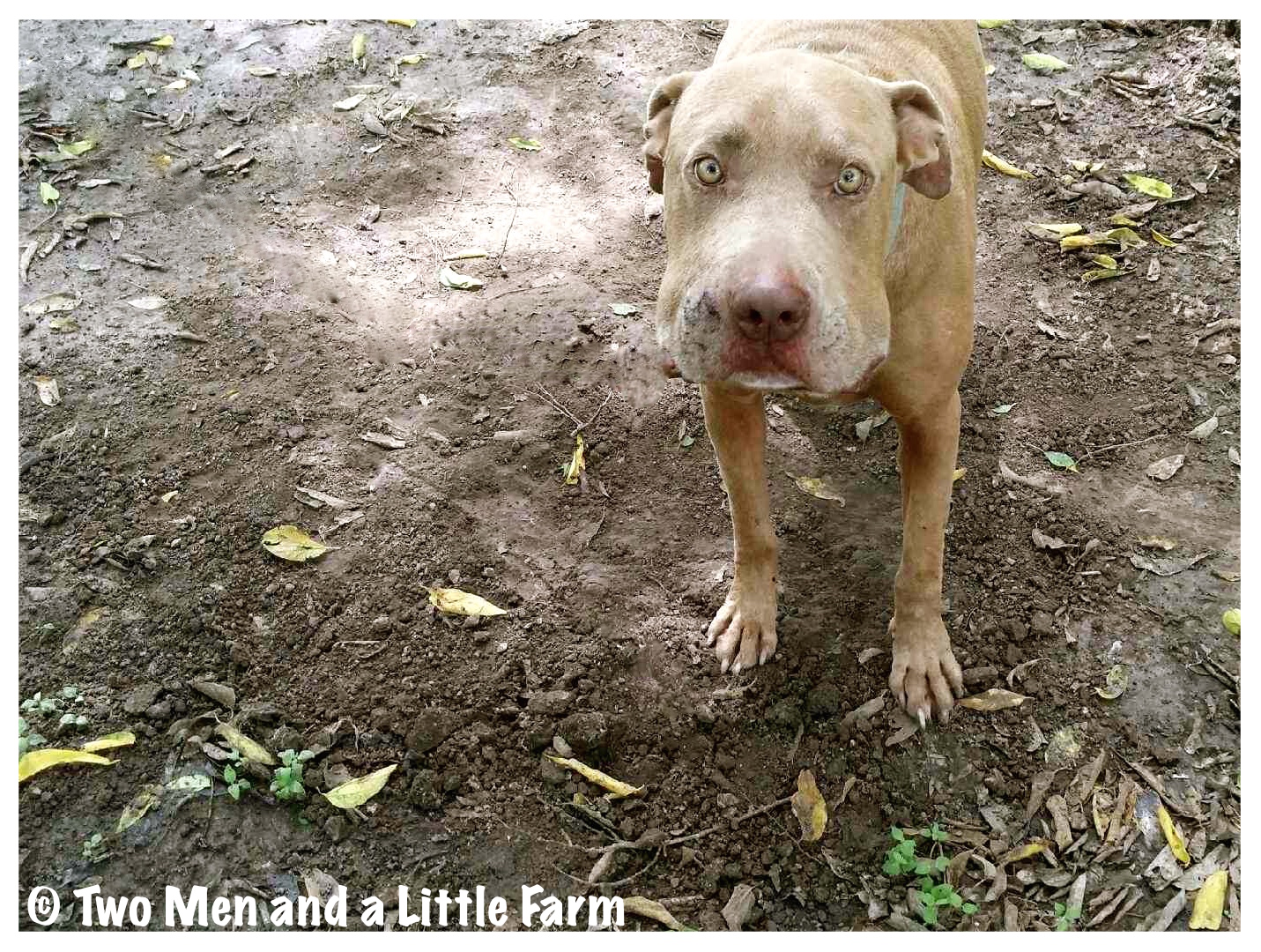 Two Men and a Little Farm SNAKES ALIVE