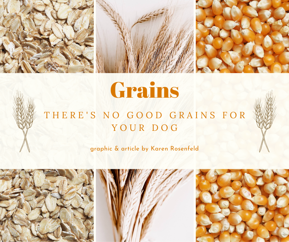 Are Grains Good For Dogs