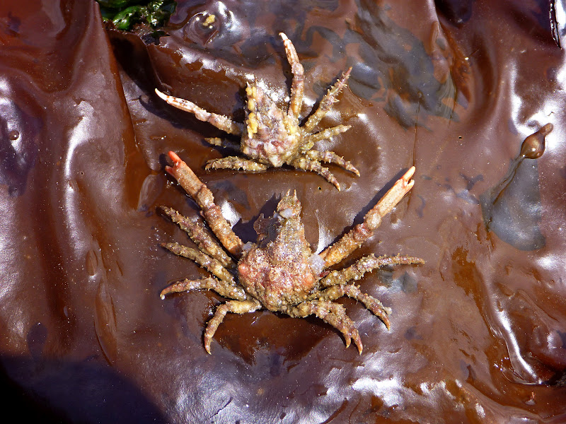 Buzz's Marine Life of Puget Sound: Jun 12, 2012