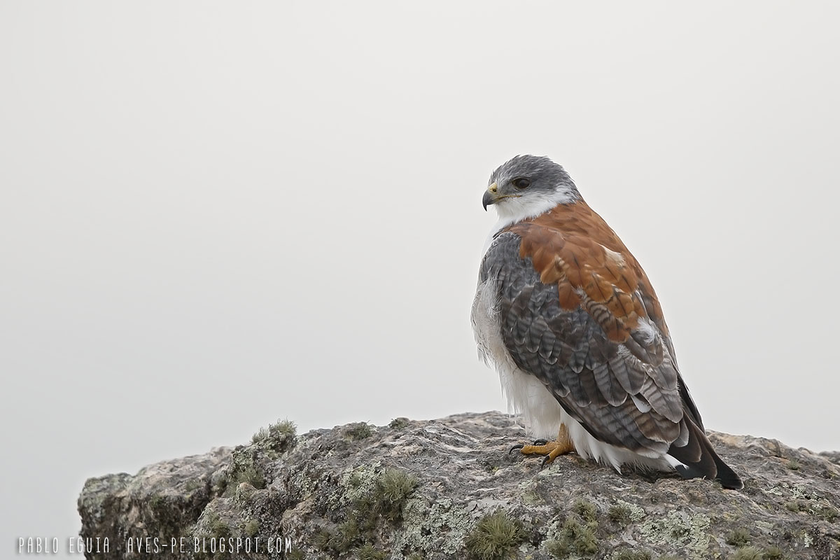 mis fotos de aves: Geranoaetus polyosoma Aguilucho Ñanco Variable Hawk