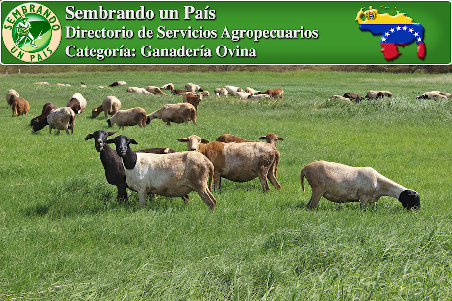 cría de ovejas en venezuela