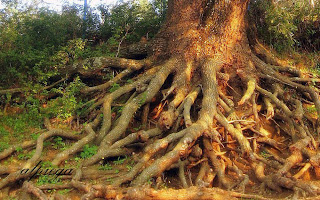ΤΑ ΔΕΝΤΡΑ ΤΗΣ ΣΑΜΟΘΡΑΚΗΣ ΠΟΥ ΜΙΛΑΝΕ  