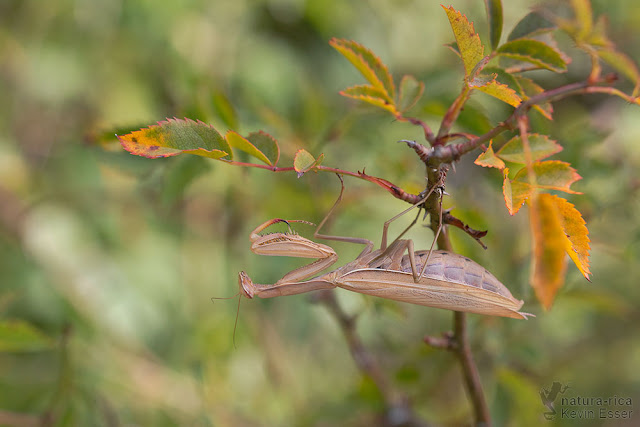 European mantis - Mantis religiosa