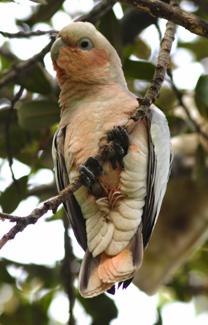 Little Corella Friends of Queens Park Bushland Little Corella Friends of Queens Park Bushland