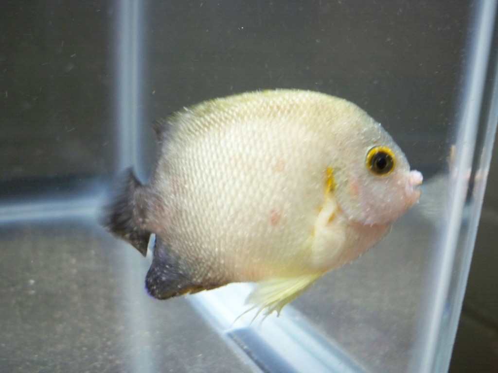 Marine Velvet Disease Diseases of fish ponds