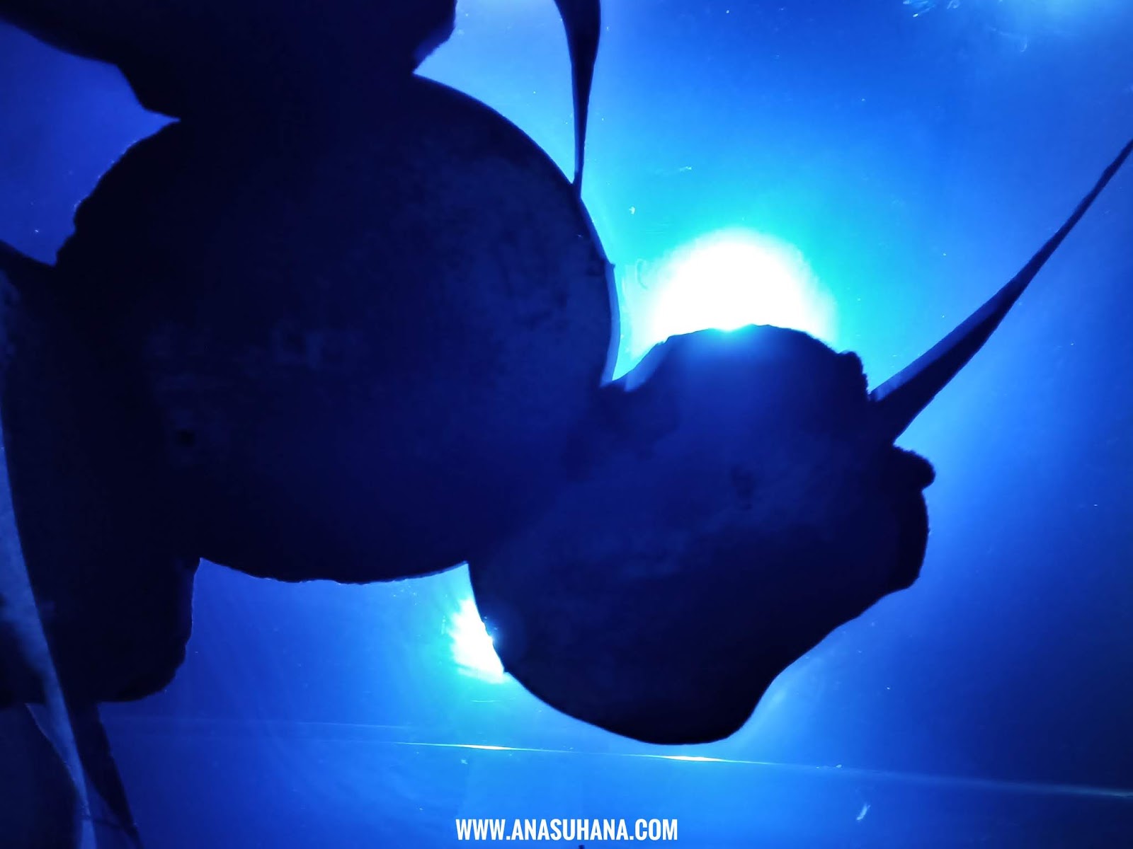 The Shore Oceanarium Melaka The Shore Oceanarium Melaka